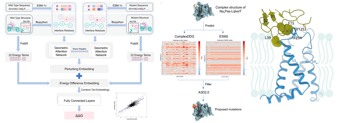 天津大学成功揭示杀虫多肽作用机理，为农药创制提供新范式