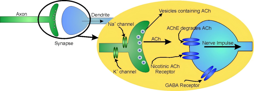 六夫丁威猛®全国上市，中国杀虫剂再添硬核王牌