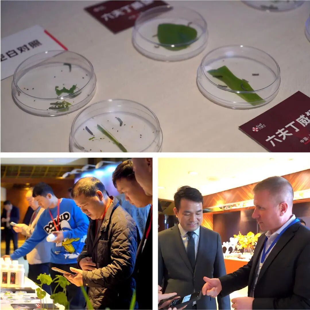 六夫丁威猛®全国上市，中国杀虫剂再添硬核王牌