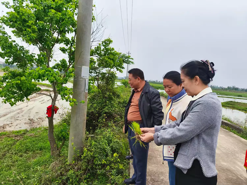 海口农机安全监理所开展水稻机插秧和农机券使用推进工作