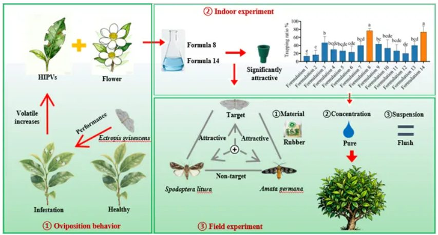 中国农科院茶叶所开发出新型灰茶尺蠖引诱剂