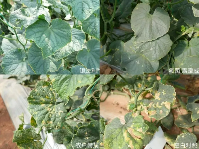 拜耳银法利®迎二十周年盛典:德国品质+中国实践炼就″田间卫士″