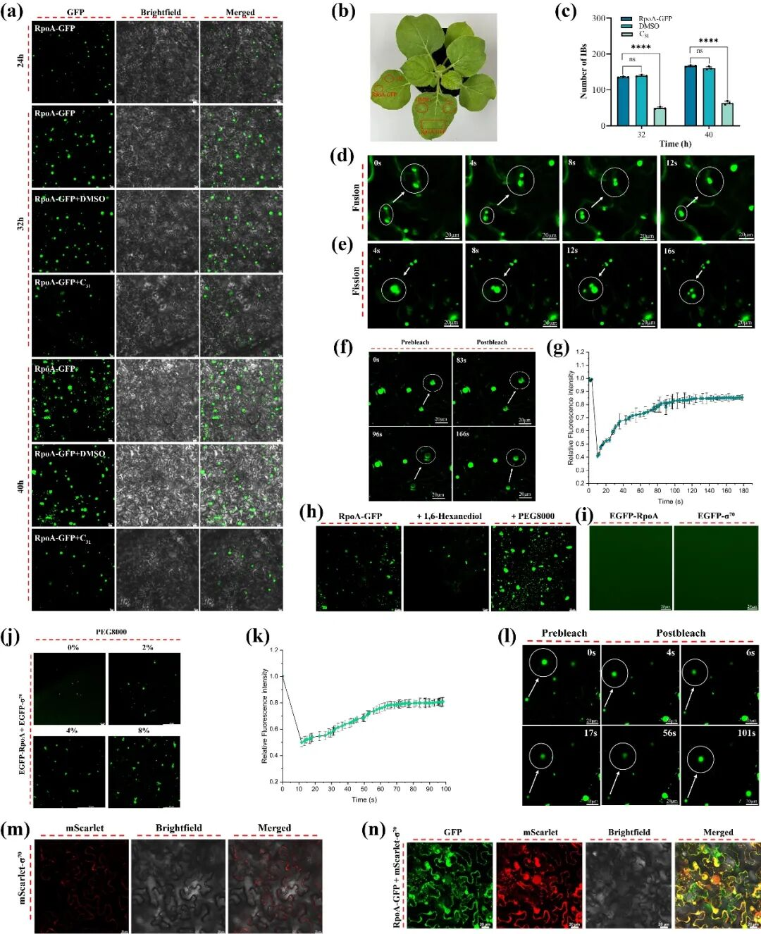 贵州大学取得重要研究进展,首次发现病害防控新机制