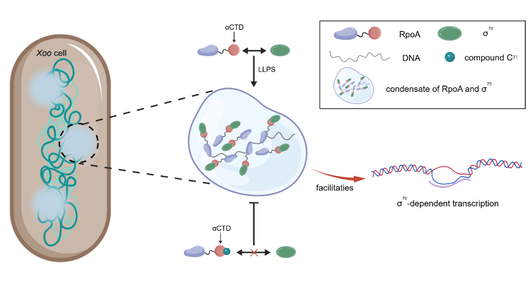 贵州大学取得重要研究进展,首次发现病害防控新机制