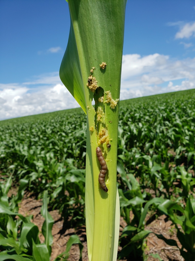 阿根廷草地贪夜蛾对氯虫苯甲酰胺敏感性下降，行业发布抗性预警
