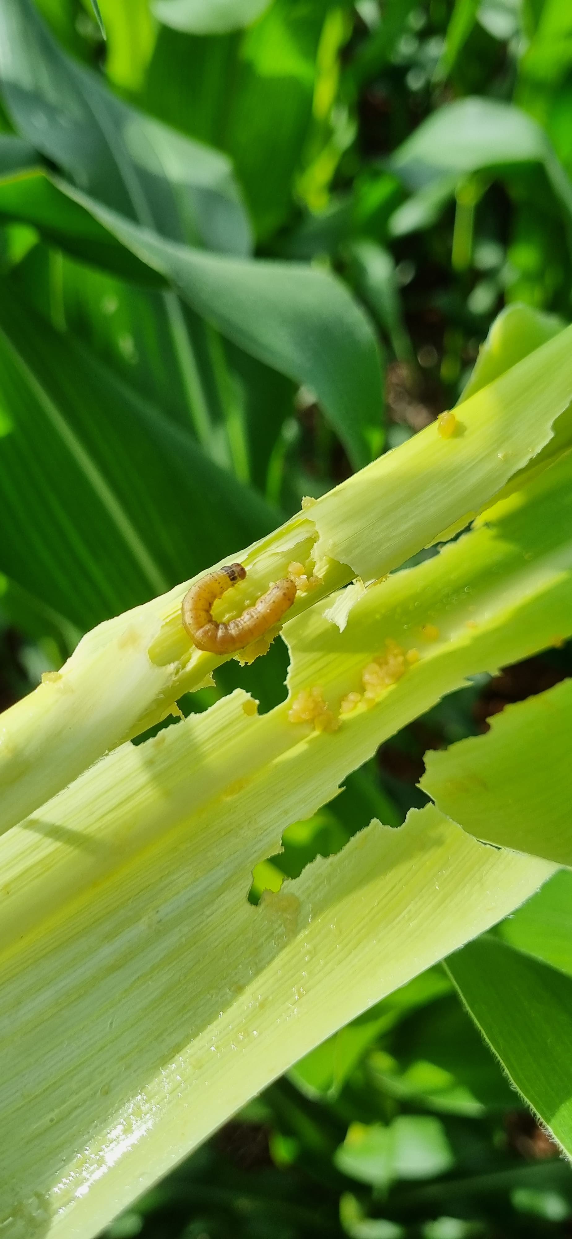 阿根廷草地贪夜蛾对氯虫苯甲酰胺敏感性下降，行业发布抗性预警