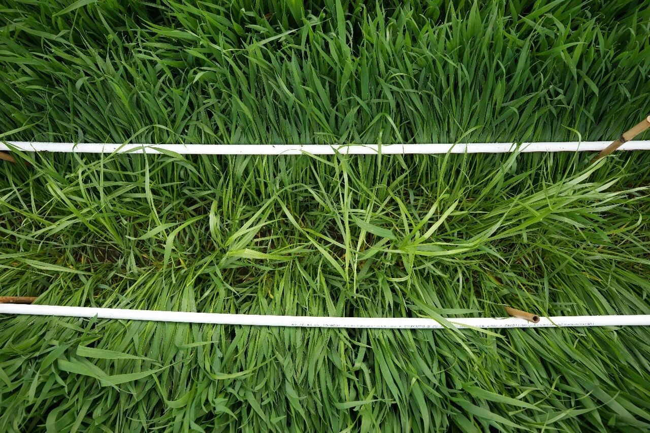 清原新型专利除草剂溴噁草松备受关注