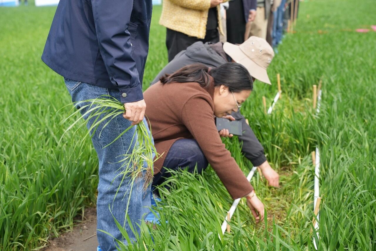清原新型专利除草剂溴噁草松备受关注