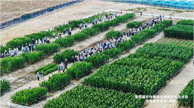 农业农村部科技发展中心搭台生物育种性状，15家单位25个材料同台实效竞技