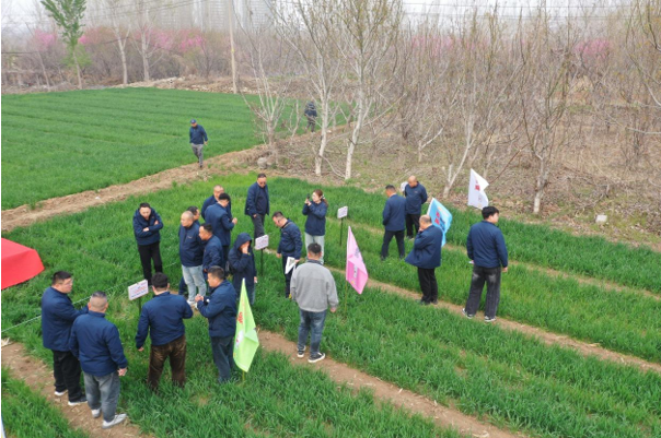 青岛金尔氟氯吡啶酯专利新品麦威®上市:小麦田阔叶杂草防控新标杆!