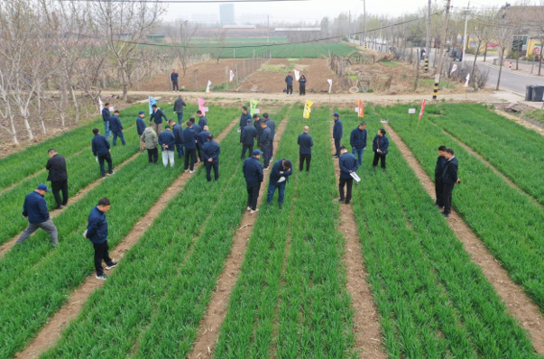 青岛金尔氟氯吡啶酯专利新品麦威®上市:小麦田阔叶杂草防控新标杆!