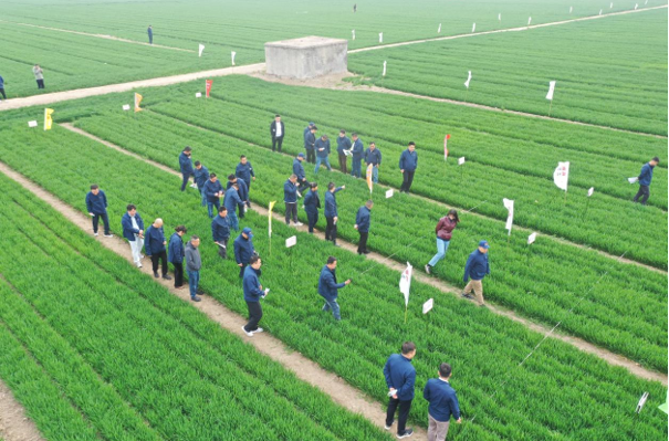 青岛金尔氟氯吡啶酯专利新品麦威®上市:小麦田阔叶杂草防控新标杆!