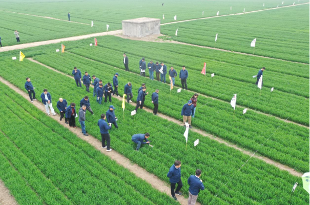 青岛金尔氟氯吡啶酯专利新品麦威®上市:小麦田阔叶杂草防控新标杆!