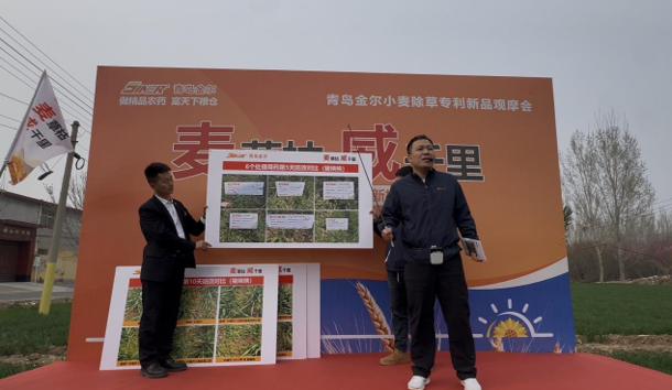 青岛金尔氟氯吡啶酯专利新品麦威®上市:小麦田阔叶杂草防控新标杆!