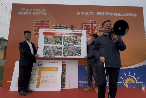 青岛金尔氟氯吡啶酯专利新品麦威®上市:小麦田阔叶杂草防控新标杆!