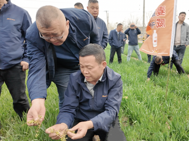 青岛金尔氟氯吡啶酯专利新品麦威®上市:小麦田阔叶杂草防控新标杆!