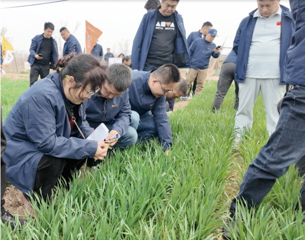 青岛金尔氟氯吡啶酯专利新品麦威®上市:小麦田阔叶杂草防控新标杆!