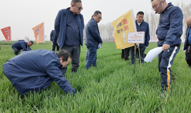 青岛金尔氟氯吡啶酯专利新品麦威®上市:小麦田阔叶杂草防控新标杆!
