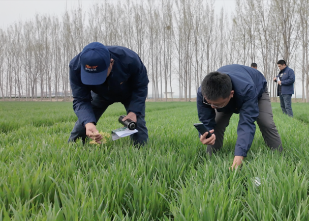 青岛金尔氟氯吡啶酯专利新品麦威®上市:小麦田阔叶杂草防控新标杆!