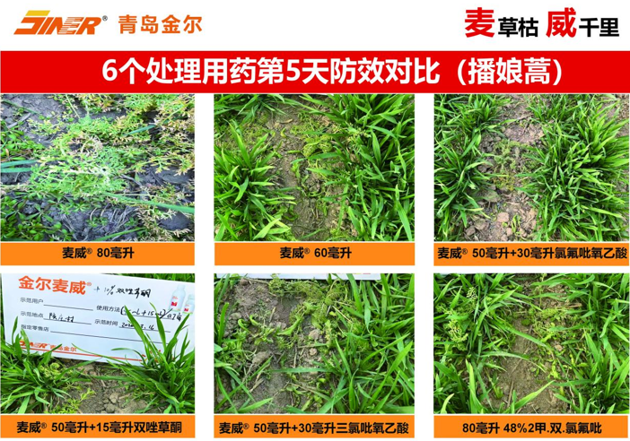 青岛金尔氟氯吡啶酯专利新品麦威®上市:小麦田阔叶杂草防控新标杆!
