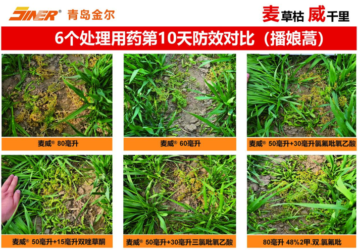 青岛金尔氟氯吡啶酯专利新品麦威®上市:小麦田阔叶杂草防控新标杆!