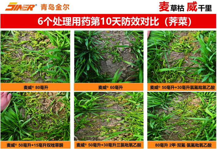 青岛金尔氟氯吡啶酯专利新品麦威®上市:小麦田阔叶杂草防控新标杆!