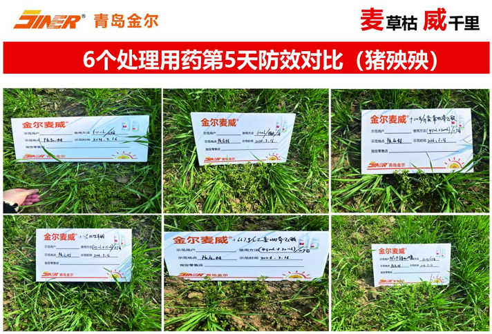 青岛金尔氟氯吡啶酯专利新品麦威®上市:小麦田阔叶杂草防控新标杆!
