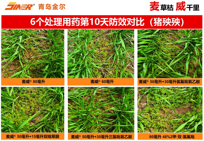 青岛金尔氟氯吡啶酯专利新品麦威®上市:小麦田阔叶杂草防控新标杆!
