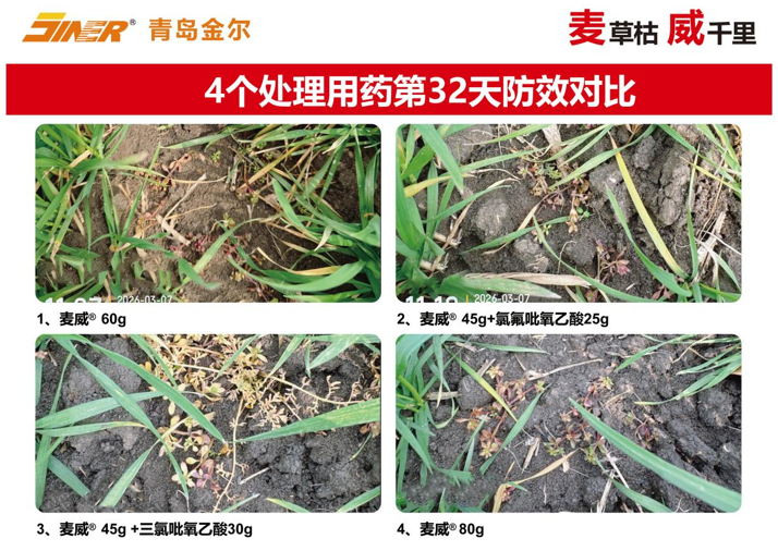 青岛金尔氟氯吡啶酯专利新品麦威®上市:小麦田阔叶杂草防控新标杆!
