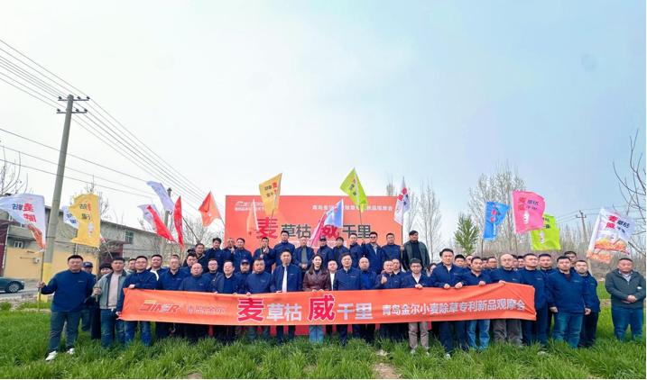 青岛金尔氟氯吡啶酯专利新品麦威®上市:小麦田阔叶杂草防控新标杆!