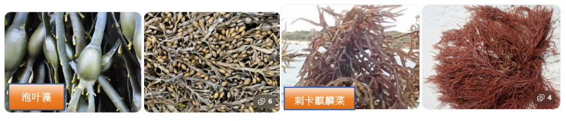 还在死磕褐藻?红藻生物刺激素,或是你作物增产的下一个风口!