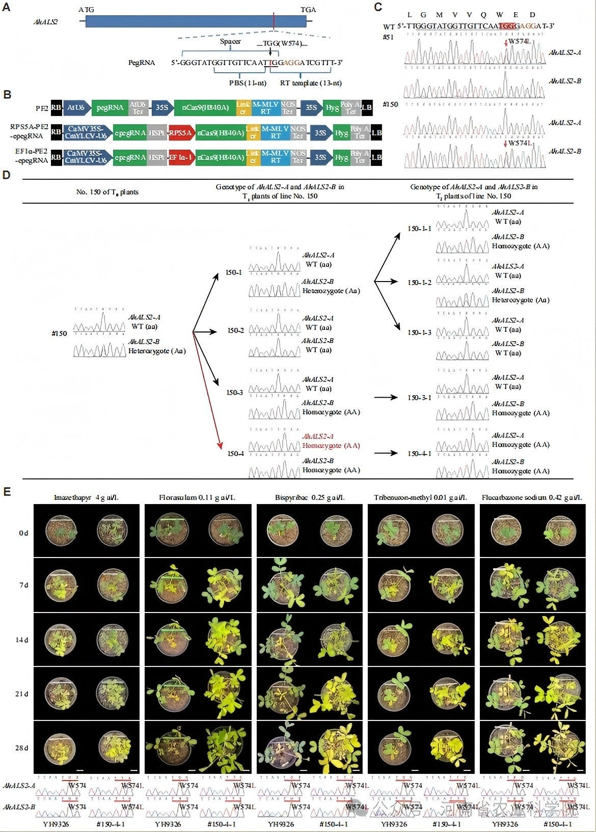 张新友院士团队利用引导编辑技术创制出抗除草剂花生种质