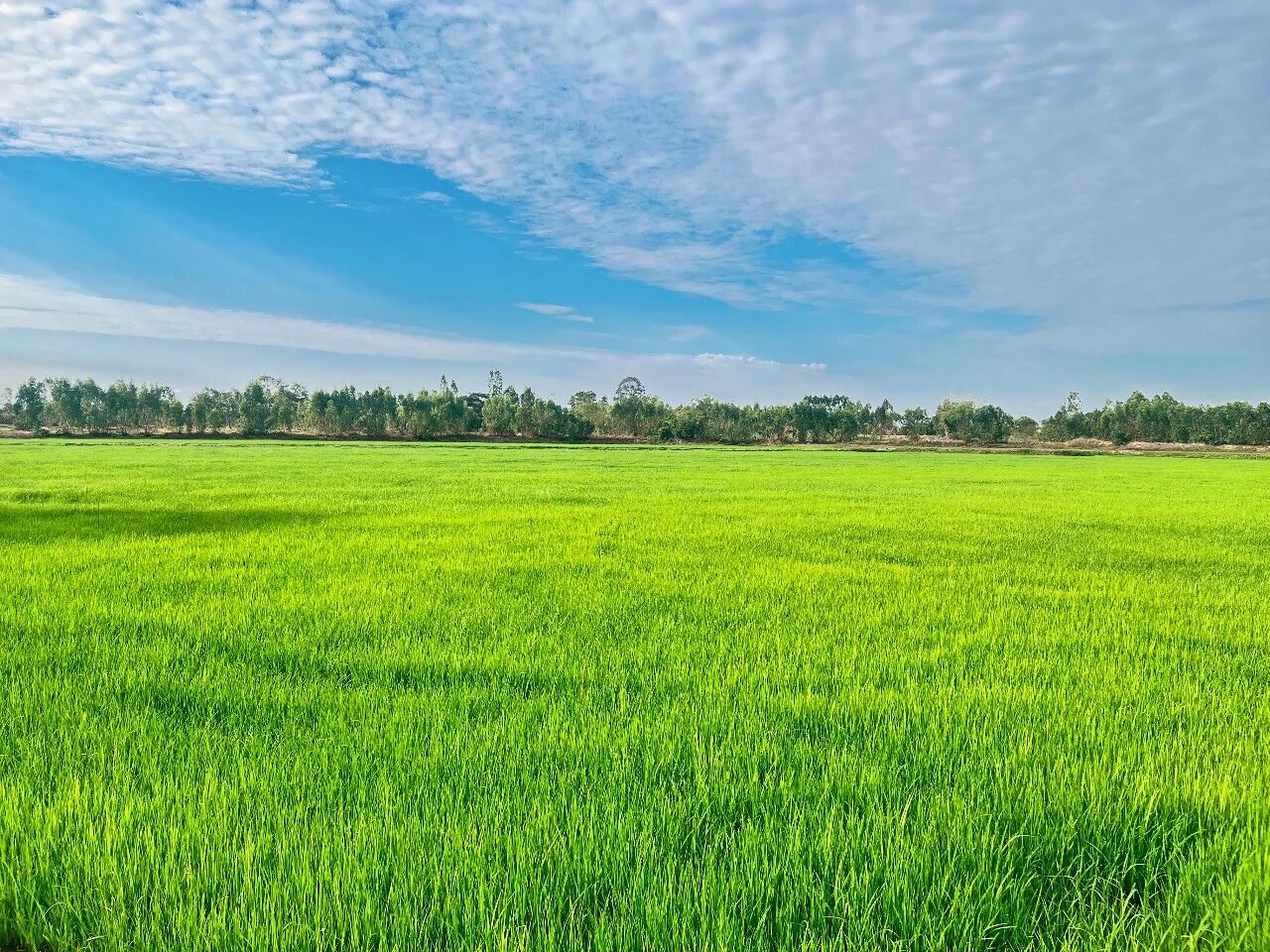 三大优势直击痛点，氟砜草胺成功破局