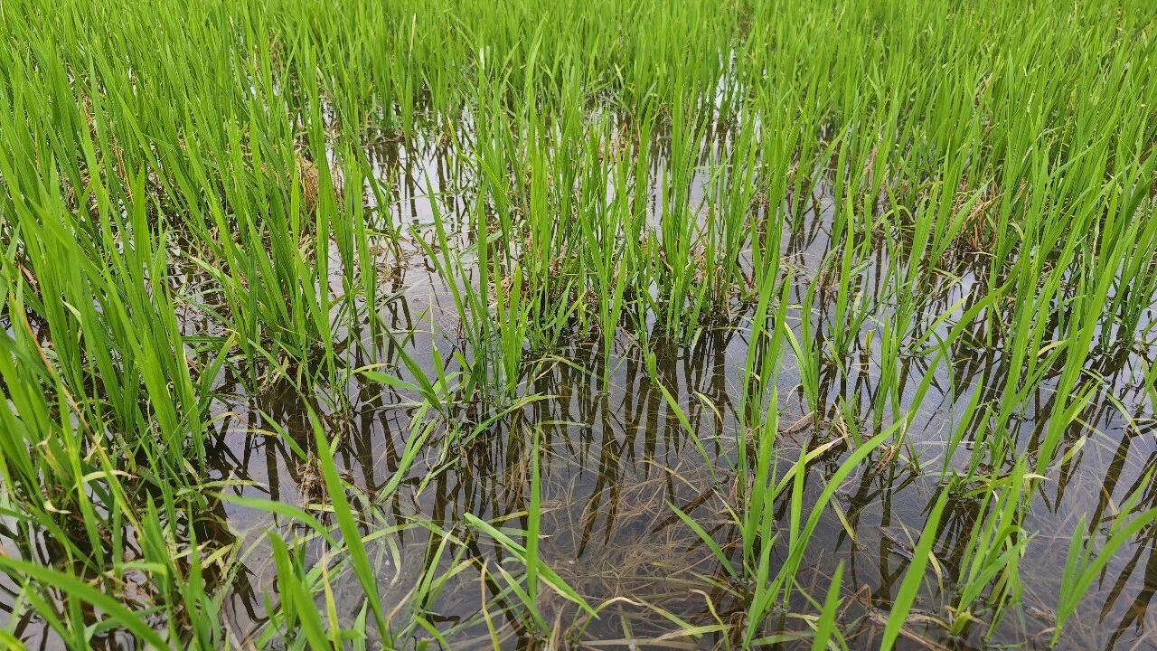 三大优势直击痛点，氟砜草胺成功破局