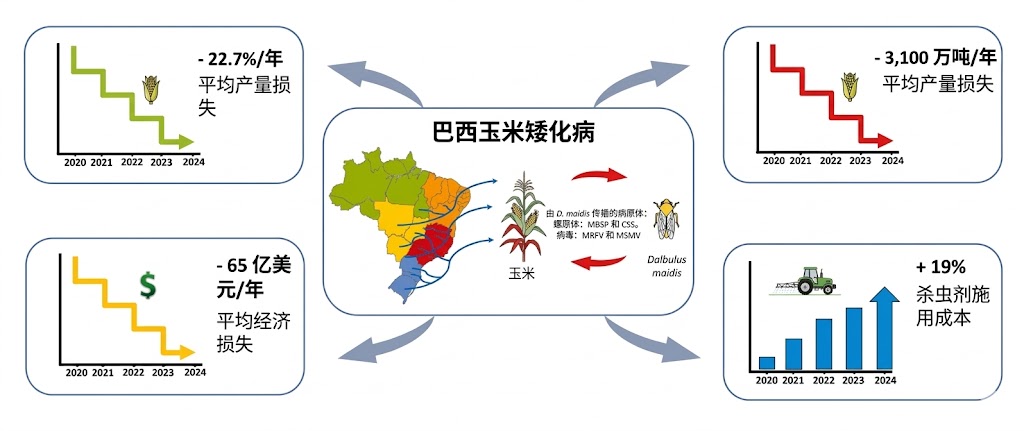 四年损失258亿美元、减产近23%：巴西玉米正在经历什么？