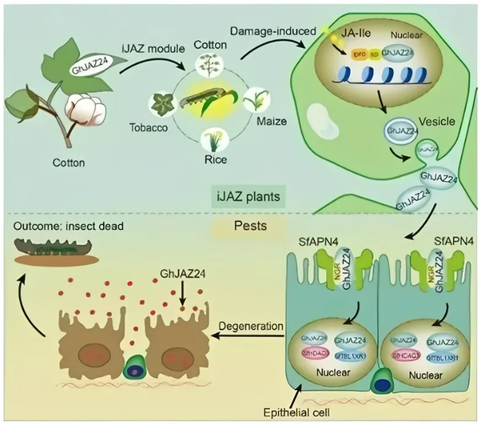 广西田园引进中国农科院棉花所开发的iJAZ新型杀虫基因技术
