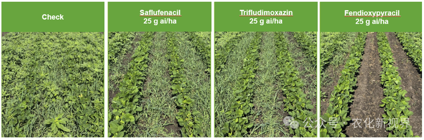 苯吡嘧草酯:巴斯夫新型PPO抑制剂类除草剂