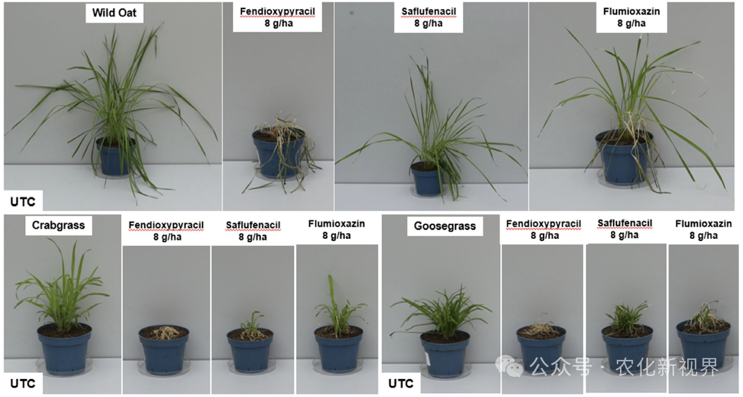 苯吡嘧草酯:巴斯夫新型PPO抑制剂类除草剂