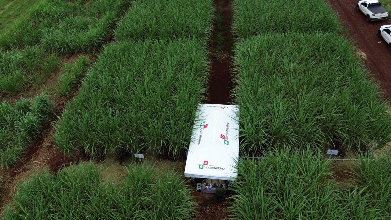 Sipcam Nichino在巴西引入Volcane（MSMA）除草剂，提升巴西市场渗透率