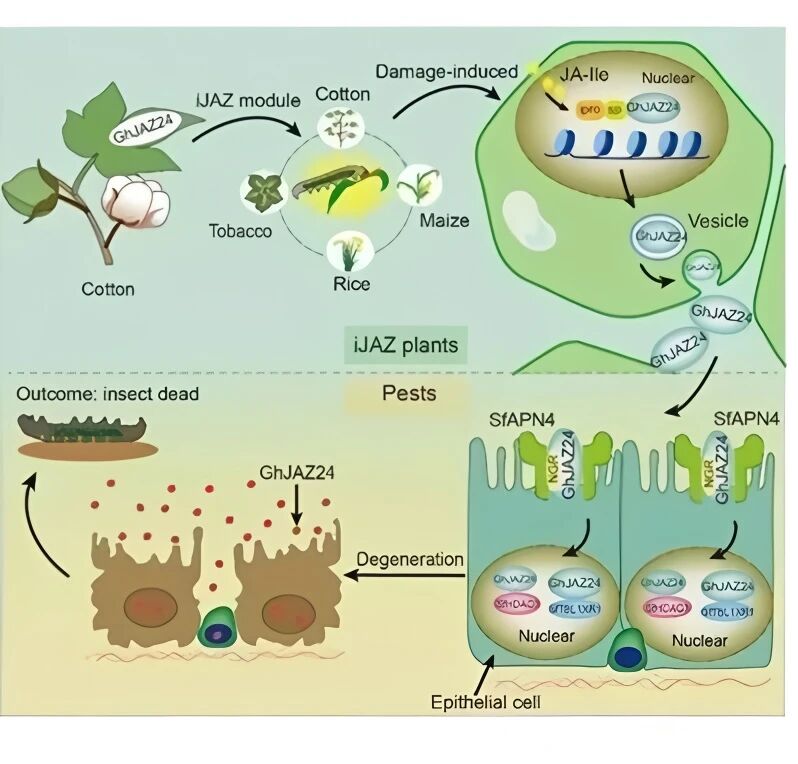 广西田园引进中棉所iJAZ新型杀虫基因技术