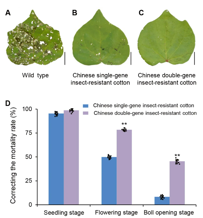 QQ20260415-100711.jpg 中国Bt棉花产业化30年来取得的经验、成就与启示