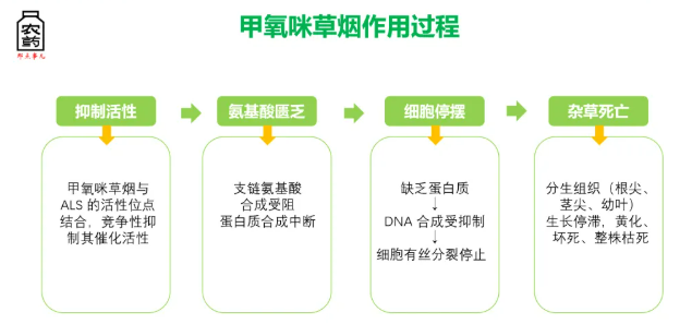 首次!甲氧咪草烟即将正式″破圈″水稻作物,配套耐IMI品种精准除草