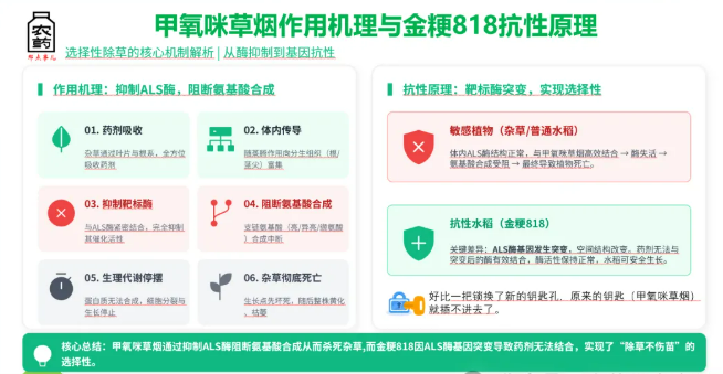 首次!甲氧咪草烟即将正式″破圈″水稻作物,配套耐IMI品种精准除草