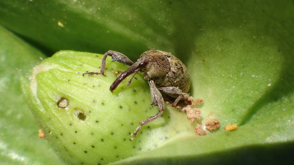 先正达在巴西推出异噁唑虫酰胺复配杀虫剂，预计下一种植季商业化上市