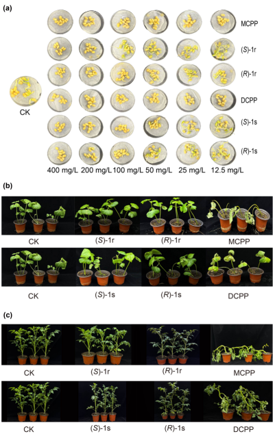 重大进展！贵州大学为手性除草剂开发提供新方向