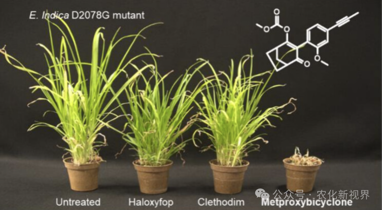 先正达上市全新除草剂，一举填补市场40年空白
