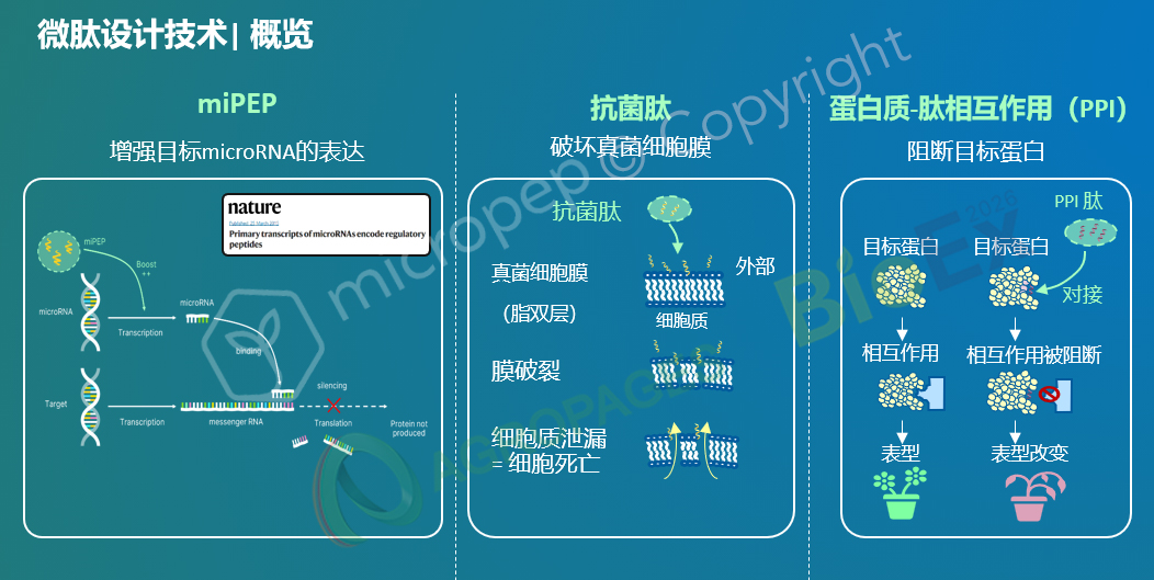 藏在氨基酸链里的农业革命：肽，正在填补化学农药退场后的真空