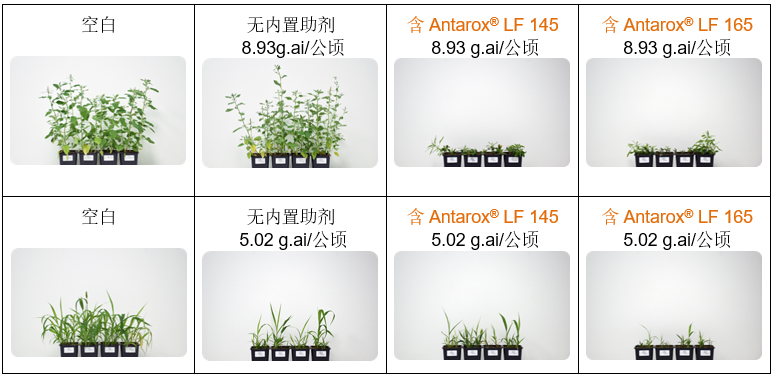 世索科 Antarox® LF 系列：智能内置助剂设计，赋能低剂量农药实现更高生物功效