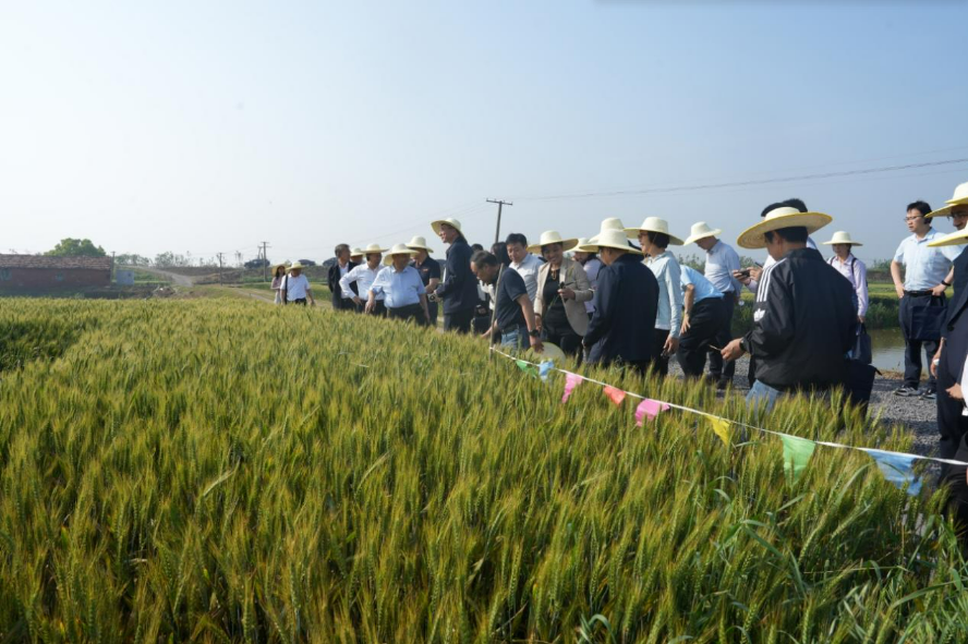 新型重新植物免疫诱抗剂 ″抗菌肟-KT-B″，小麦条锈病防治效果超90%