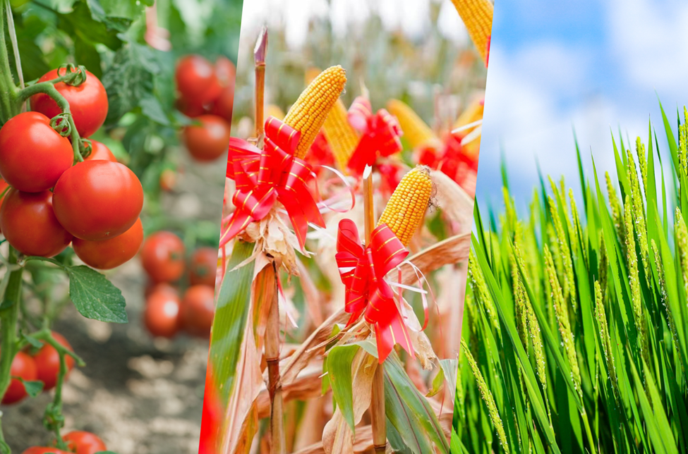 世界地球日｜一条绿色链路，藏着拜耳作物科学的可持续答案